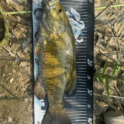 スモールマウスバス