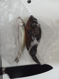 キスの釣果