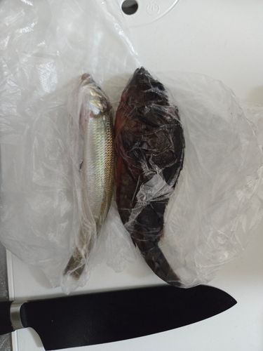 キスの釣果