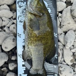 スモールマウスバス