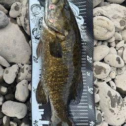 スモールマウスバス