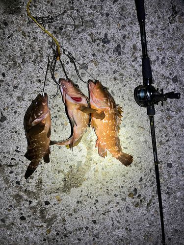 アコウの釣果