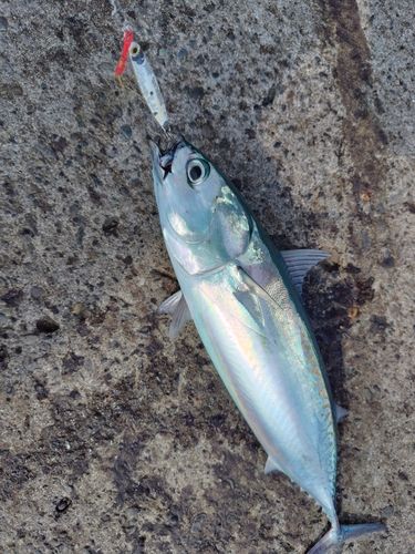 ソウダガツオの釣果