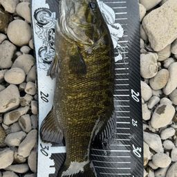 スモールマウスバス