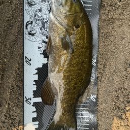 スモールマウスバス