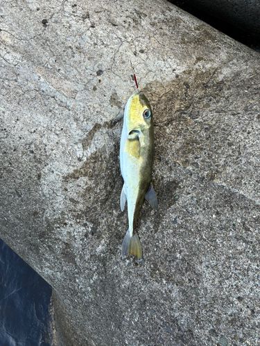 シロサバフグの釣果