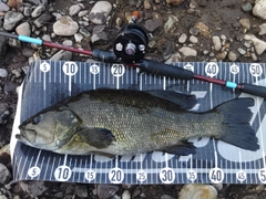 スモールマウスバスの釣果