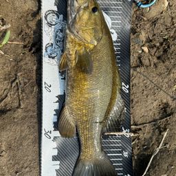 スモールマウスバス