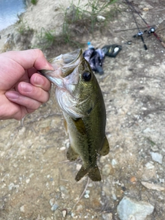 ラージマウスバスの釣果
