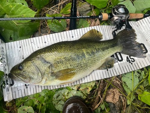 ブラックバスの釣果