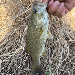 スモールマウスバス