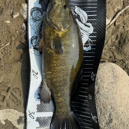 スモールマウスバス