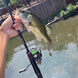 ラージマウスバス