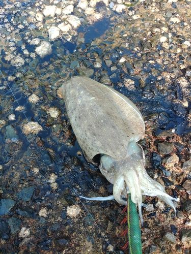 モンゴウイカの釣果