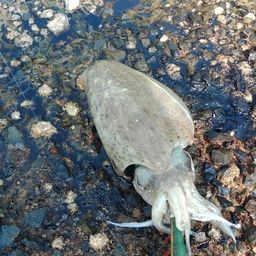 モンゴウイカ