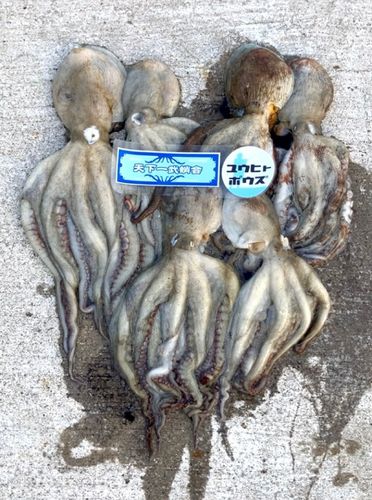 タコの釣果