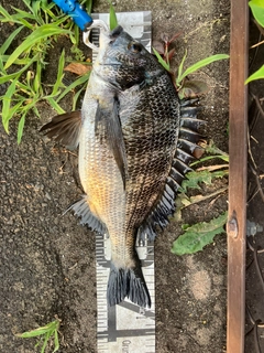 クロダイの釣果