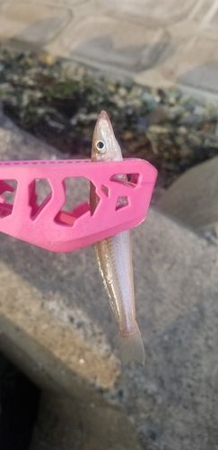 キスの釣果