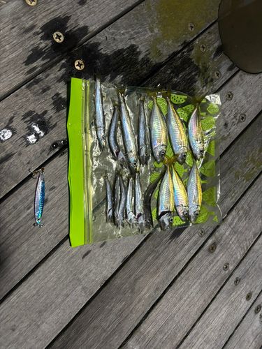 アジの釣果