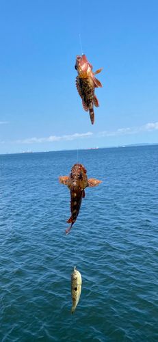 カサゴの釣果