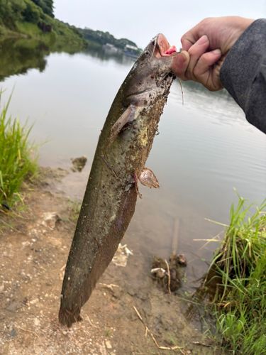アメリカナマズの釣果