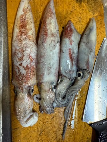 ケンサキイカの釣果