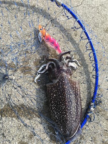 シリヤケイカの釣果