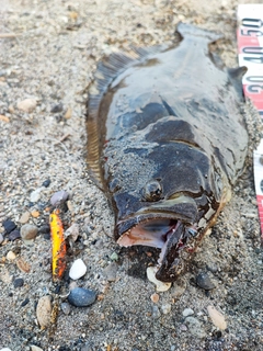 ヒラメの釣果