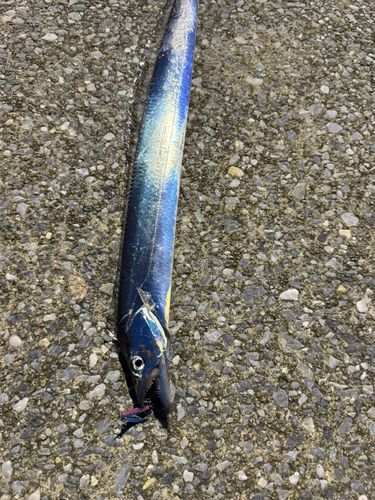 タチウオの釣果