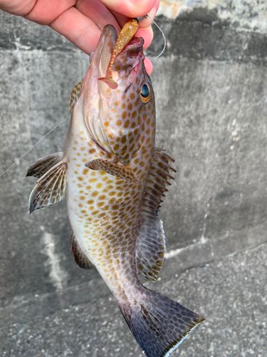 オオモンハタの釣果