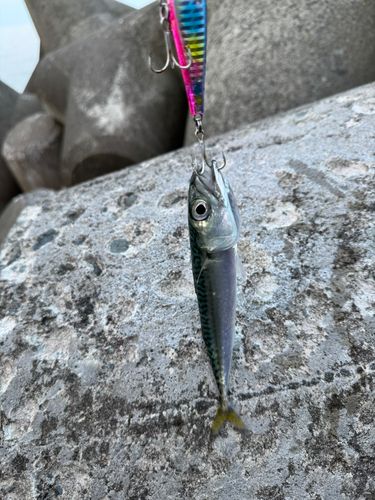 サバの釣果