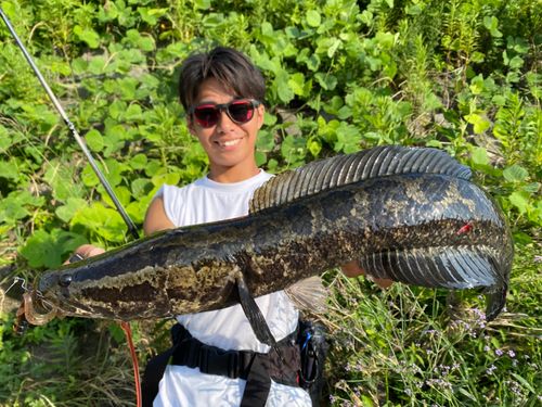 ライギョの釣果