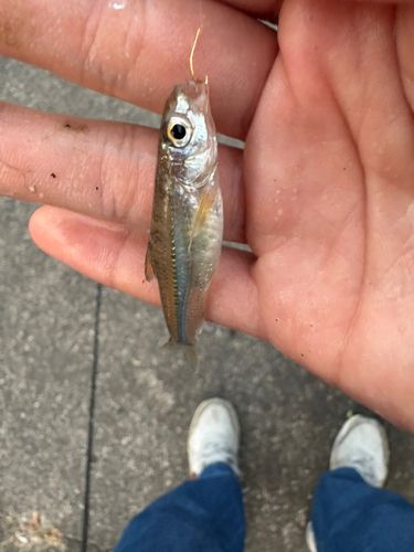 カワムツの釣果