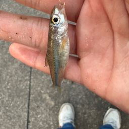 カワムツ