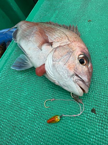 マダイの釣果