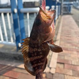 アコウ