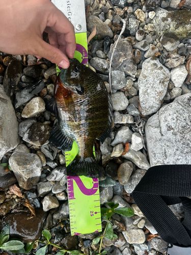 ブルーギルの釣果