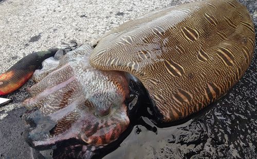 モンゴウイカの釣果