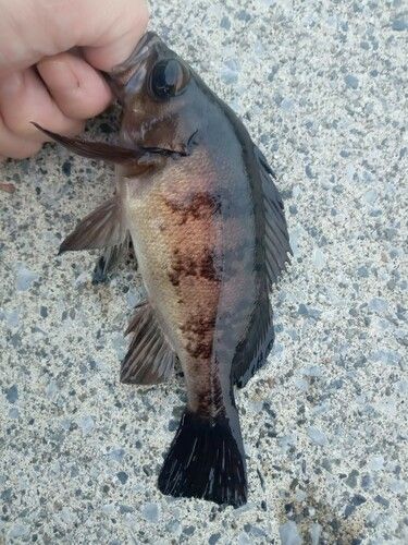 メバルの釣果