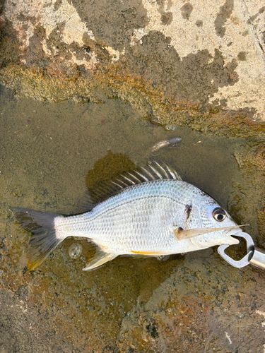 キビレの釣果