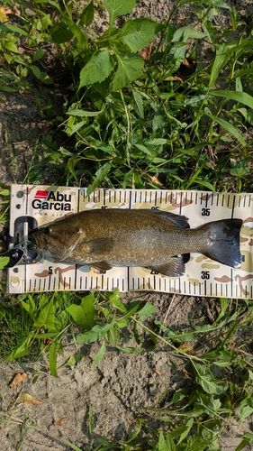 スモールマウスバスの釣果