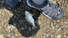 コトヒキの釣果