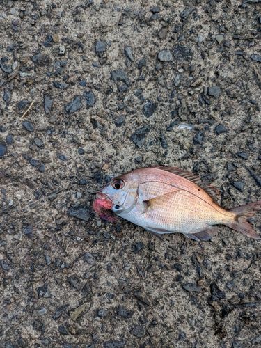 マダイの釣果