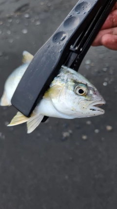 ショゴの釣果