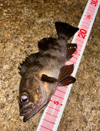 メバルの釣果