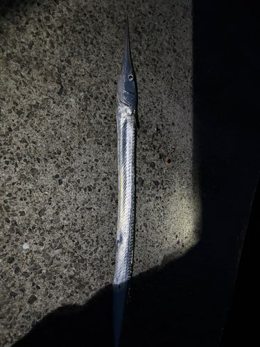 ダツの釣果