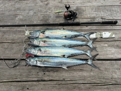 サゴシの釣果