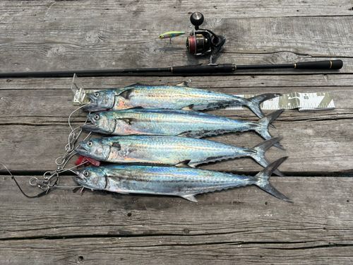 サゴシの釣果