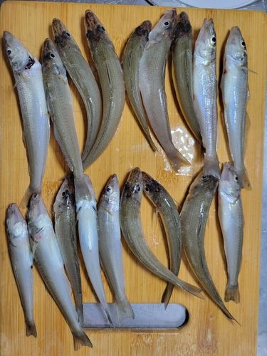 シロギスの釣果