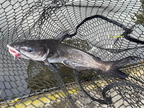 アメリカナマズの釣果
